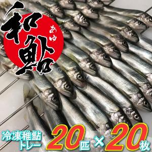 冷凍 稚鮎 鮎 (あゆ) 20尾/枚 トレー 【愛知県産 養殖鮎】魚介類 魚