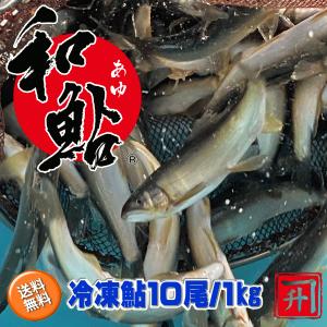冷凍鮎10尾/１kg（愛知県産養殖）｜鮎知