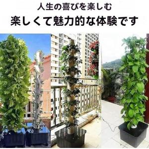 【ポイント3倍!特定商品!1月限定!】水耕栽培...の詳細画像1