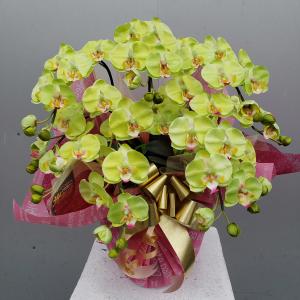 胡蝶蘭 DXロング 赤紫 5F ギフト 高80cm×巾50cm