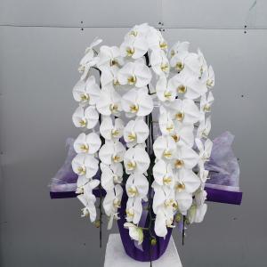 アイフラワー グリーン 花鉢 生花 Yahoo ショッピング