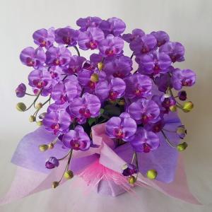 胡蝶蘭 紫の商品一覧 通販 Yahoo ショッピング