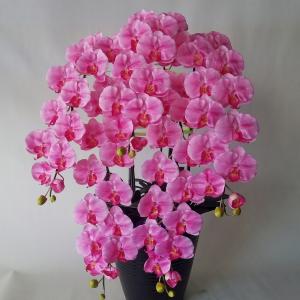 胡蝶蘭 DXロング 赤紫 5F ギフト 高80cm×巾50cm
