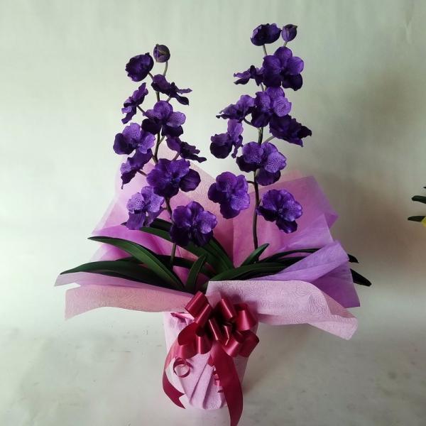 バンダラン　Ｖａｎｄａ　紫 2本立　Ｎｏ５（高65cm巾45cm）　光触媒、開店祝。新築祝。ギフト