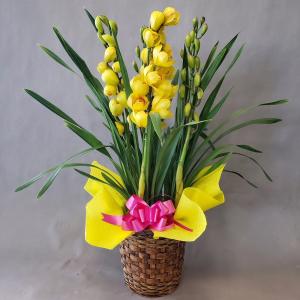 シンビジュウムイエロー(生花)　４〜5本立　篭付　