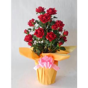 バラ大輪 赤 ２株立 (高さ75cm) 【オリジナルアレンジメント・胡蝶蘭・シンビジュウム・カトレア・光触媒・開店祝・結婚祝・お誕生日祝】｜アイフラワー&グリーン