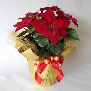 ポインセチア大輪（高５５ｃｍ）当社のオリジナルアレンジメントです。（クリスマスプレゼント/光触媒・ギフト