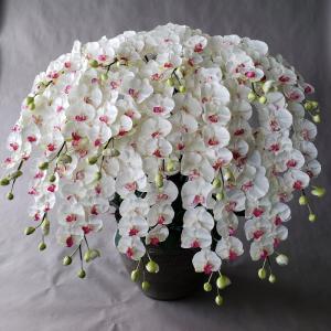 胡蝶蘭 DXロング 赤紫 5F ギフト 高80cm×巾50cm オリジナル
