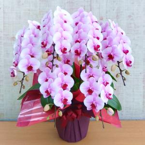 胡蝶蘭の愛華園芸ヤフー店 - Yahoo!ショッピング