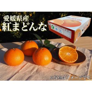 紅まどんな　愛媛県産(JAえひめ中央)　化粧箱　青秀　２Lサイズ　12個入り｜愛ランド フルーツ ヤフー店