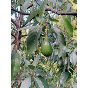 アボカド 愛媛県松山市産 約1kg(4〜6個) 国産の詳細画像3