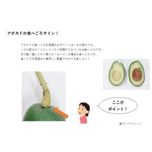 アボカド 愛媛県松山市産 約1kg(4〜6個) 国産の詳細画像5