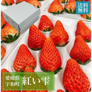 いちご（紅い雫）　愛媛県産（宇和町）　6〜15粒入り　2P×2箱（計4P)｜ailand-fruit