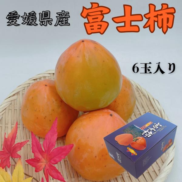 富士柿　愛媛県産（JAにしうわ）　6個入り　化粧箱