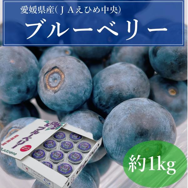 ブルーベリー　愛媛県産（JAえひめ中央）　約1kg　国産　パック