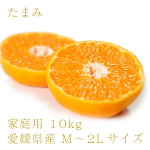 たまみ おいしい みかん 愛媛 中島産 フルーツ 柑橘 家庭用 10kg 送料別