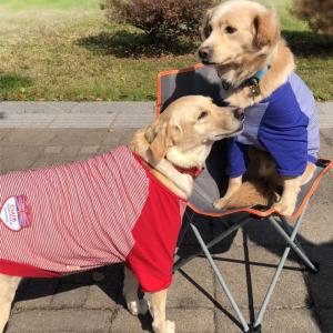 大型犬 クールシャツの商品一覧 通販 Yahoo ショッピング