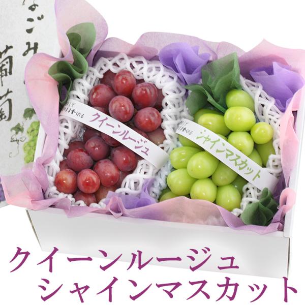 フルーツ ギフト お中元 夏 果物 ギフト 暑中見舞 お盆【国産 ぶどう 2種 食べ比べ ギフトセッ...