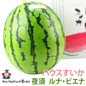 【予約販売開始】【金時スイカ(ルナ ピエナ) 大玉(高知県夜須町産)】すいか スイカ 西瓜 フルーツ くだもの 果物｜aino-kajitu