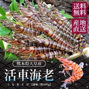 お取り寄せ グルメギフト 活車海老 くるまえび 熊本県天草産 約250g 8〜12尾入り 送料無料 内祝い お祝い ごちそう 高級 えび
