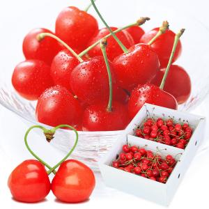 高級さくらんぼ（桜桃 チェリー） 生産者限定の逸品。贈答