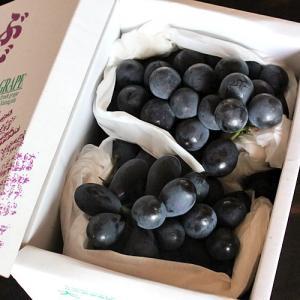 フルーツ ギフト 高尾ぶどう 山形県産 葡萄 約1.4kg 2〜3房入り 生産者限定 大野農園 9月...
