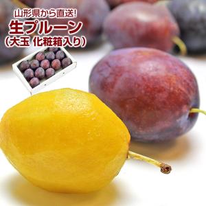 生プルーン プレジデント 山形県産 1箱12〜15玉 詰め合わせ 大玉サイズ 化粧箱入り｜aionline-japan