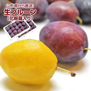 生プルーン プレジデント 山形県産 1箱16〜18玉 詰め合わせ 2箱セット 化粧箱入り｜aionline-japan