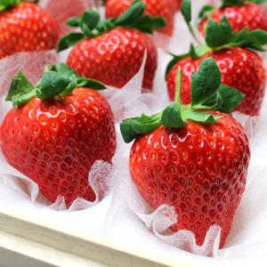 いちご 美人姫 びじんひめ 岐阜県羽島市産 12粒 桐箱入り 1粒