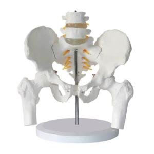 商品 実物大の骨盤模型 レプリカ 骸骨 人体模型 骨格標本