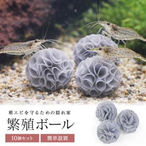 ブセファランドラ Bucephalandra sp. Pinky Mambo : Fairy Selection