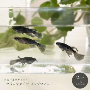 メダカ ブラックダイヤロングフィン 成魚 産卵サイズ 2ペア+保証1匹 松井ヒレ長×オロチラメ 泳ぐ宝石 超極上 タマゴ ヒレ長 フィン 黒 ラメ 交配 固定率 水槽
