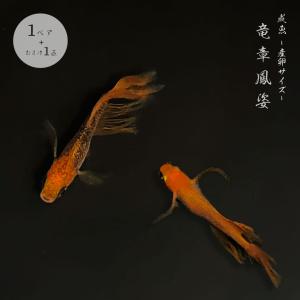 メダカ 竜章鳳姿  成魚 産卵サイズ 1ペア+保証1匹 りゅうしょうほうし 古代魚 泳ぐ宝石 超極上 交配 固定率 水槽 お手入れ 厳選種 アクアリウム 隔離 安心 安全｜aioshop