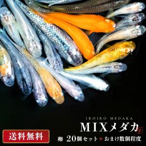 メダカ 卵 ランダム MIX 20個セット+aおまけ数個程度付属 ミックス 泳ぐ宝石 超極上 交配 固定率 水槽 お手入れ 厳選種 アクアリウム 隔離 安心 安全 飼育｜aioshop