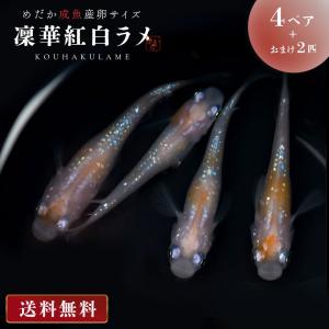 メダカ 凛華紅白ラメ メダカ 成魚 産卵サイズ 4ペア+保証2匹 泳ぐ宝石 超極上 交配 固定率 水槽 お手入れ 厳選種 アクアリウム 隔離 安心 安全 飼育 自由研究｜aioshop