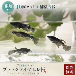 メダカ ブラックダイヤロングフィン 稚魚サイズ 針子 10匹+保証5匹 松井ヒレ長×オロチラメ 泳ぐ宝石 超極上 タマゴ ヒレ長 フィン 黒 ラメ 交配 固定率 水槽｜aioshop