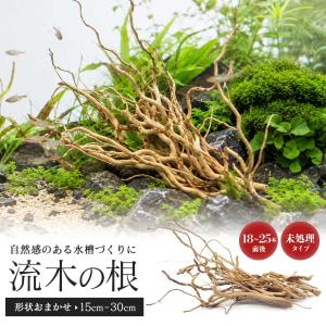 カミハタ 水景BONSAI 榕樹（ガジュマル） Sサイズ 流木 活着