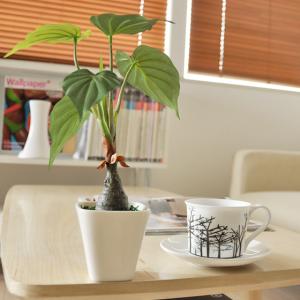 観葉植物 フェイクグリーン 光触媒 アロカシア ...の商品画像