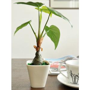 観葉植物 フェイクグリーン 光触媒 アロカシア...の詳細画像3
