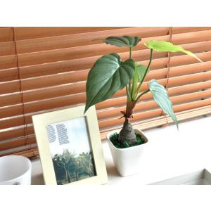 観葉植物 フェイクグリーン 光触媒 アロカシア...の詳細画像4