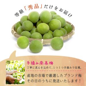 完熟 南高梅 3〜4Lサイズ 2kg 秀品の詳細画像2