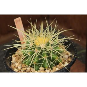 サボテン 金鯱 花 ガーデニング の商品一覧 通販 Yahoo ショッピング