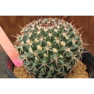 サボテン マミラリアの商品一覧 通販 Yahoo ショッピング