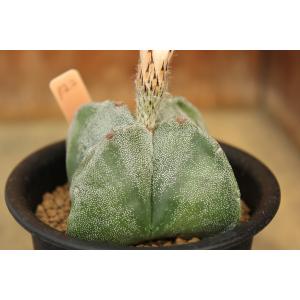 【現品のみ】サボテン　アストロフィツム　四角鸞鳳玉（Astrophytum myriostigma）｜aitomatsudafarm