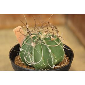 【現品のみ】サボテン　アストロフィツム　群鳳玉（Astrophytum capricorne v. senile）｜aitomatsudafarm