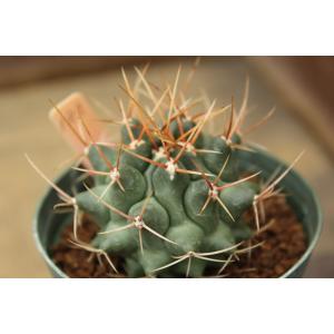 【現品のみ】サボテン　テロカクタス　凛烈丸（Thelocactus rinconensis）｜aitomatsudafarm