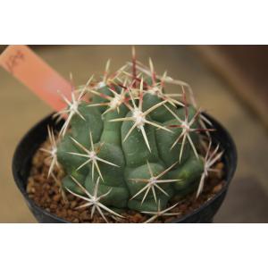 【現品のみ】サボテン　テロカクタス　武久丸（Thelocactus buekii）｜aitomatsudafarm