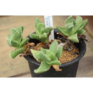 【現品のみ】メセン　フォーカリア　虎波（Faucaria britteniae ）｜aitomatsudafarm