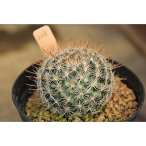 【現品のみ】サボテン　マミラリア　デュエイ（Mammillaria duwei）｜aitomatsudafarm