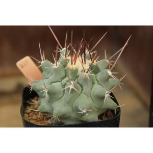 【現品のみ】サボテン　テロカクタス　鶴巣丸（Thelocactus rinconensis ssp. nidulans）｜aitomatsudafarm